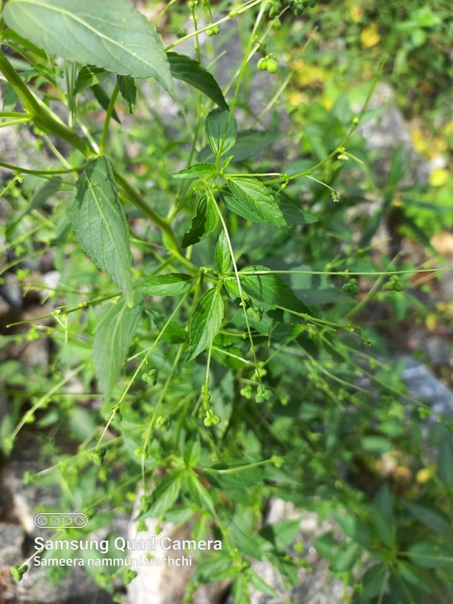 Micrococca mercurialis (L.) Benth.